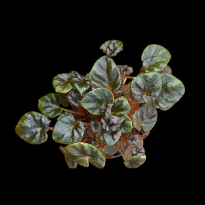 Begonia peridot