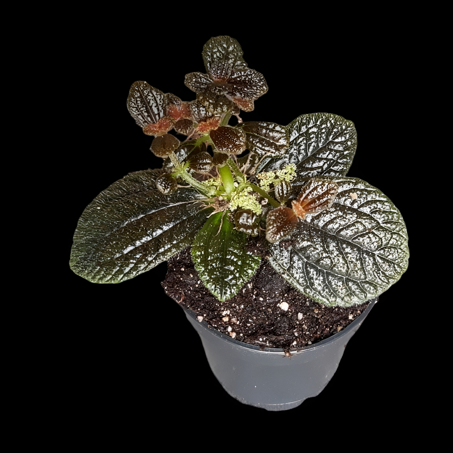 Pilea repens