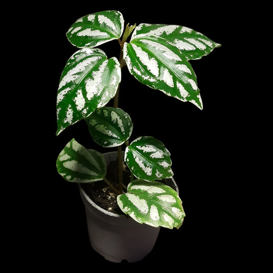 Pilea cadierei