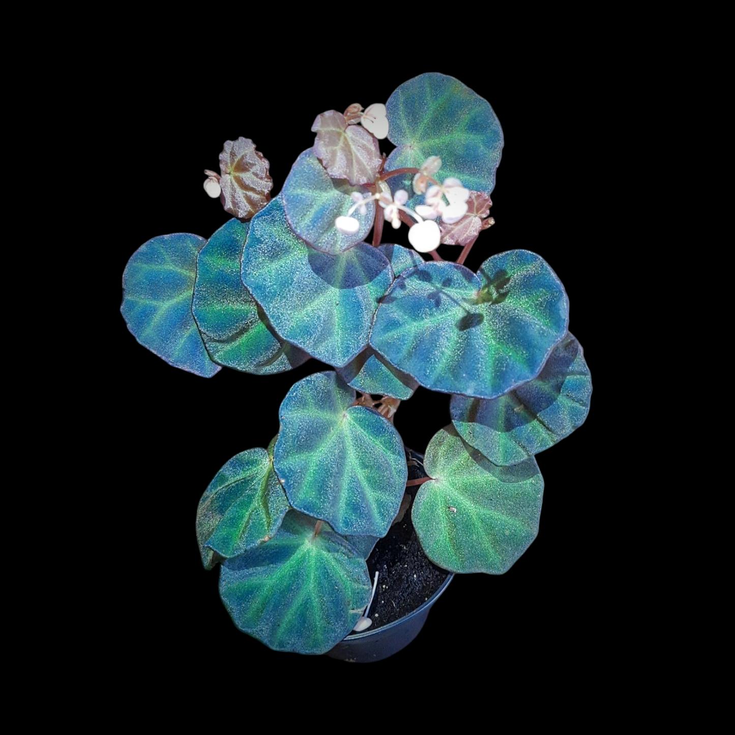 Blaue Begonia Sarawak im Topf vor schwarzem Hintergrund 