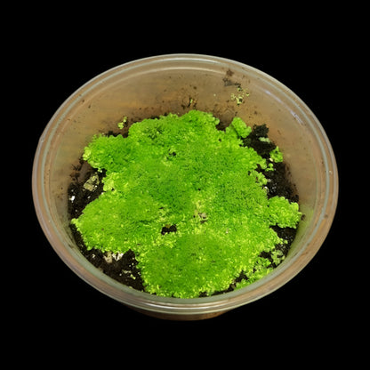 Rarität! Antrophyum cf. plantagineum, Mini Farn, (Bodendecker und Rückwandbegrünung)