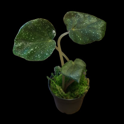 Begonia caramoanensis (U185)
