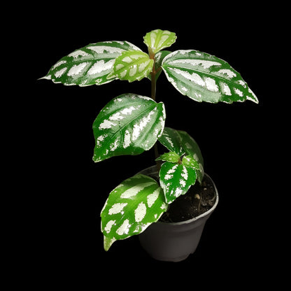 Pilea cadierei