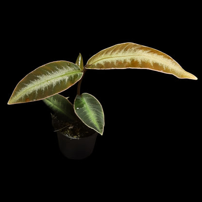 Labisia pumila?, Ardisia