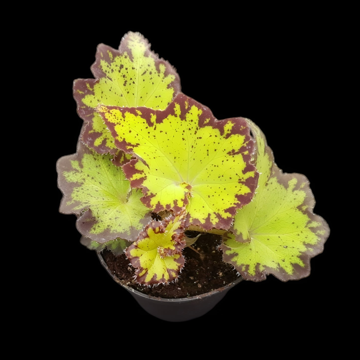 Begonia bowerae