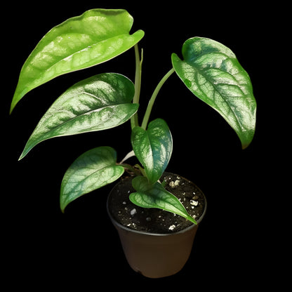 Monstera siltepecana