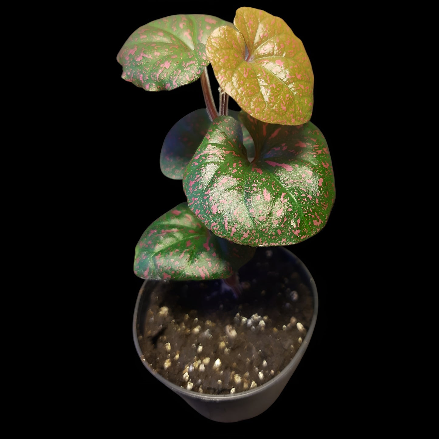 Rarität! Piper sp. Papua pink, Rankpflanze fürs Regenwald Terrarium