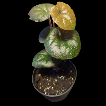 Rarität! Piper sp. Papua pink, Rankpflanze fürs Regenwald Terrarium