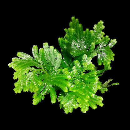 Selaginella suriname