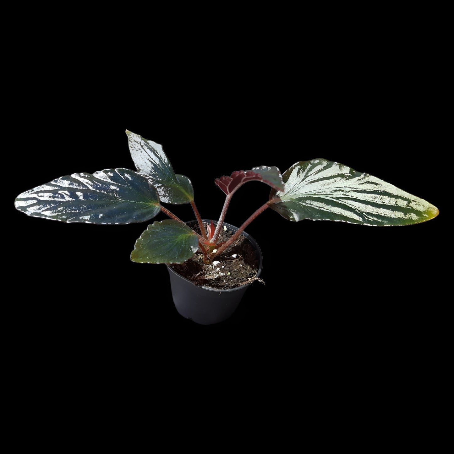 Begonia hatacoa purple