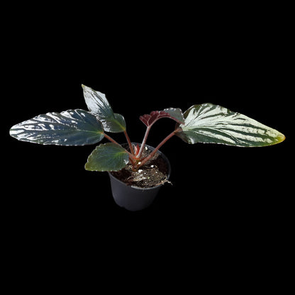 Begonia hatacoa purple