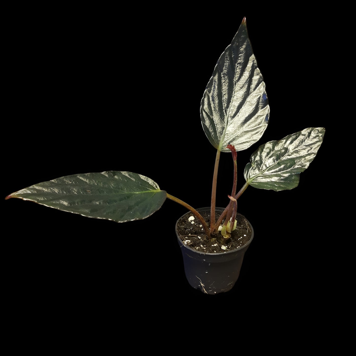 Begonia hatacoa purple