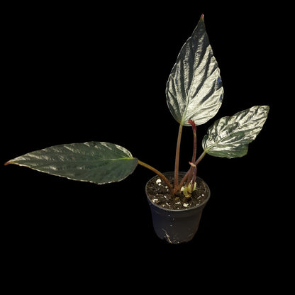 Begonia hatacoa purple