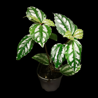 Pilea cadierei