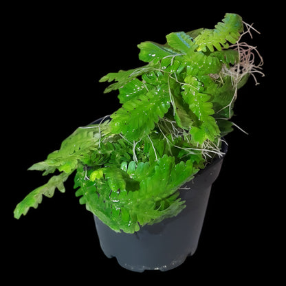 Selaginella brooksii