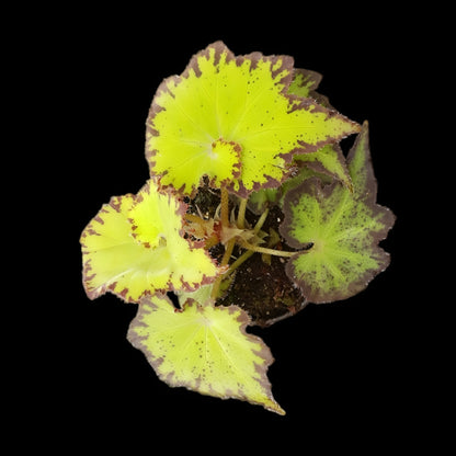 Begonia bowerae