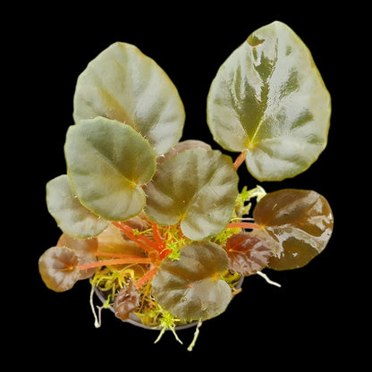 Rarität! Begonia metachroa