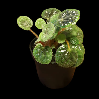 Begonia bullatifolia