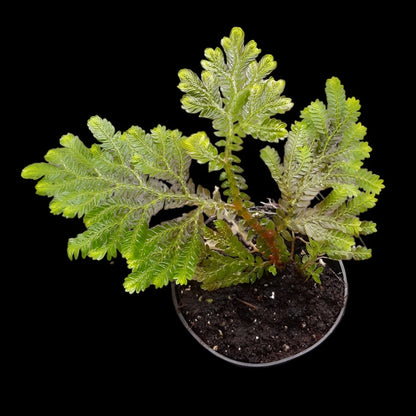 Selaginella willdenowii (grün-leicht bläulich)