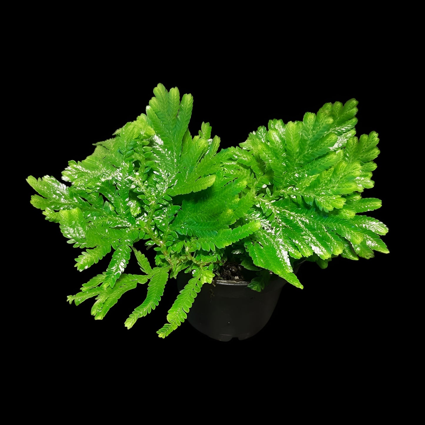 Selaginella suriname
