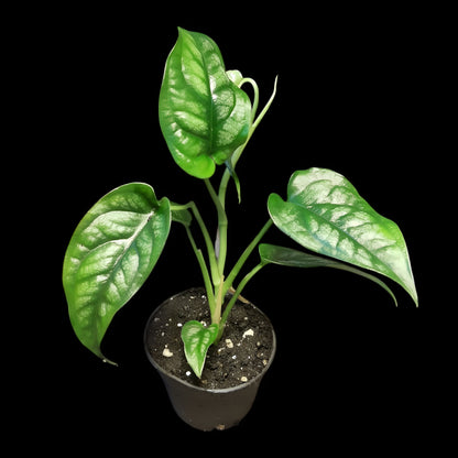 Monstera siltepecana