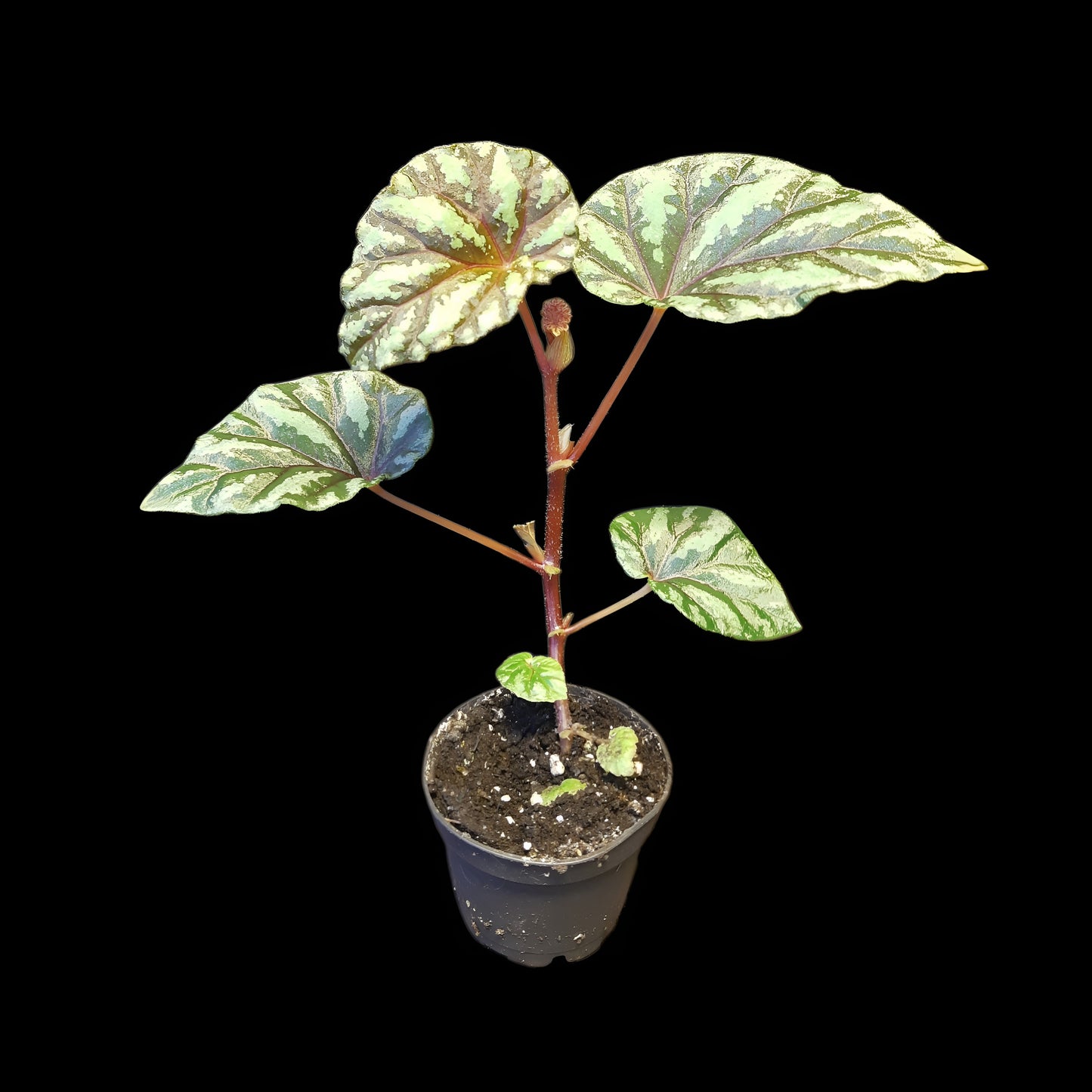 Begonia Irian Jaya, U682