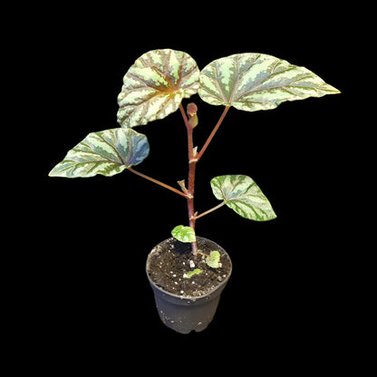 Begonia Irian Jaya, U682
