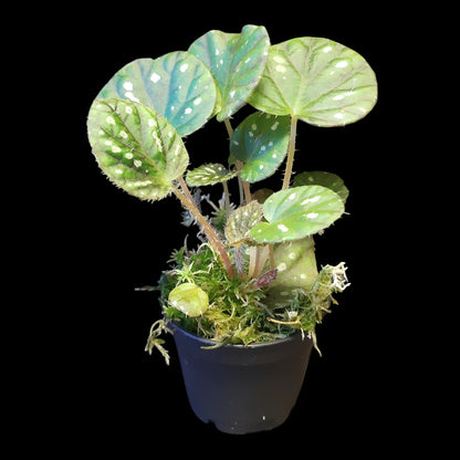 Begonia U681