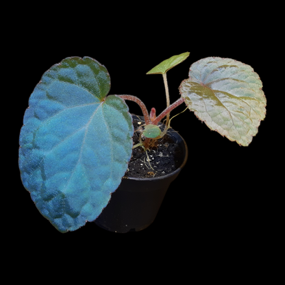 Seltene Begonia bac kan hahiepiana – irisierende Rarität aus Vietnam 🌿
