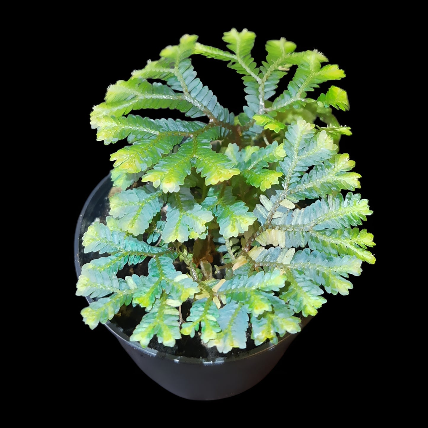 Selaginella intermedia