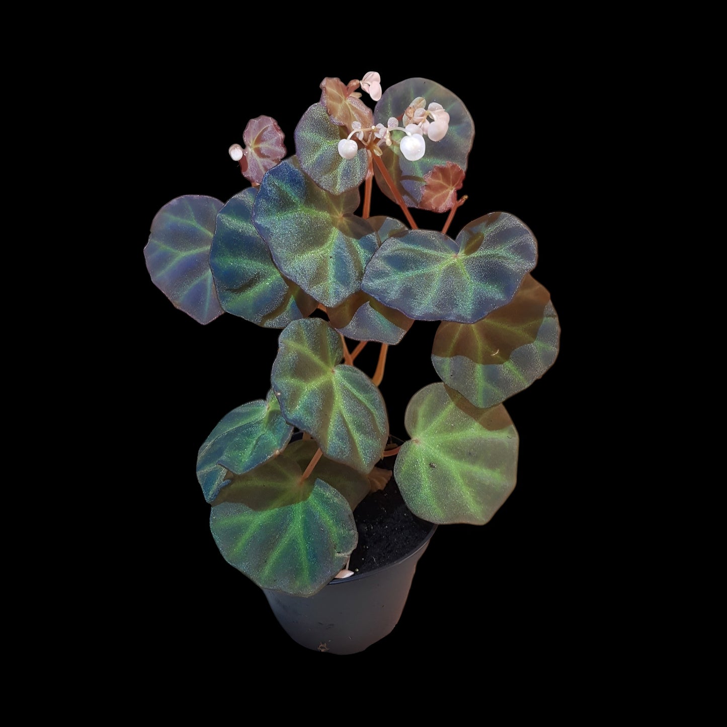 Rarität! Begonia sarawak, Terrarien - Begonie