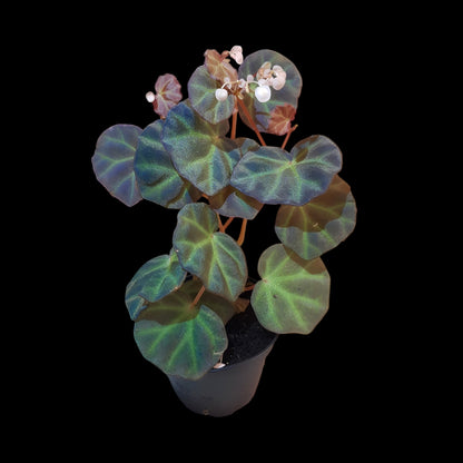 Rarität! Begonia sarawak, Terrarien - Begonie