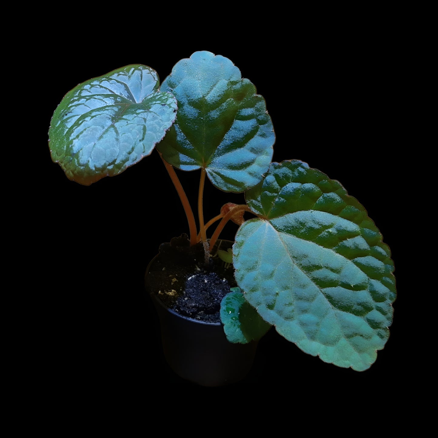 Seltene Begonia bac kan hahiepiana – irisierende Rarität aus Vietnam 🌿