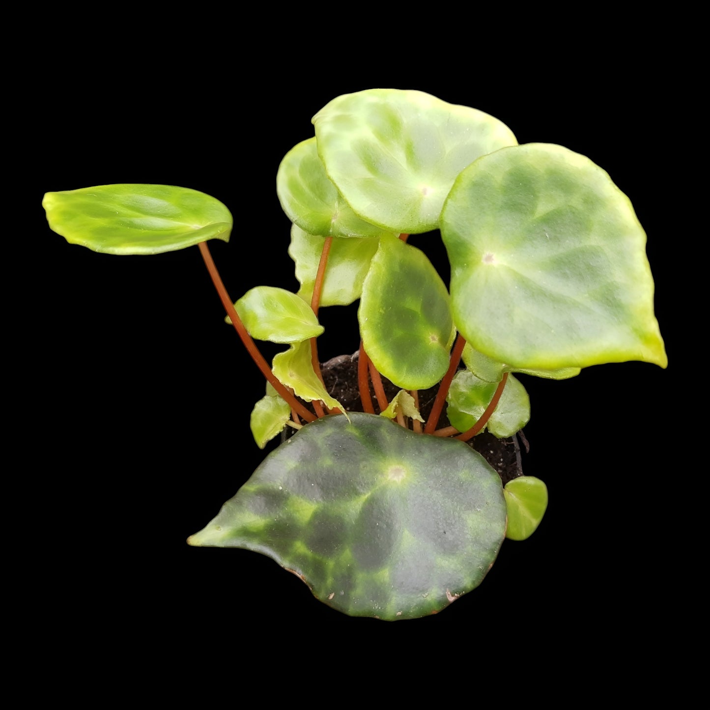 Begonia kingiana