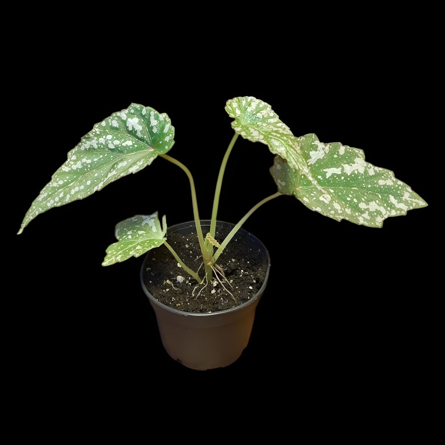 Rarität! Begonia lukuana