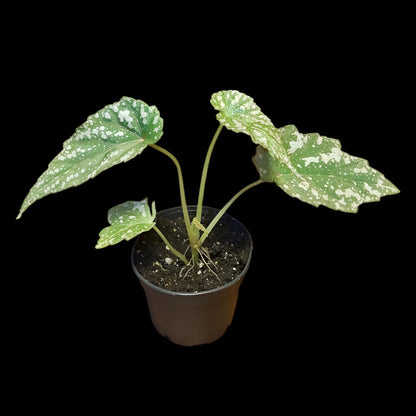Rarität! Begonia lukuana