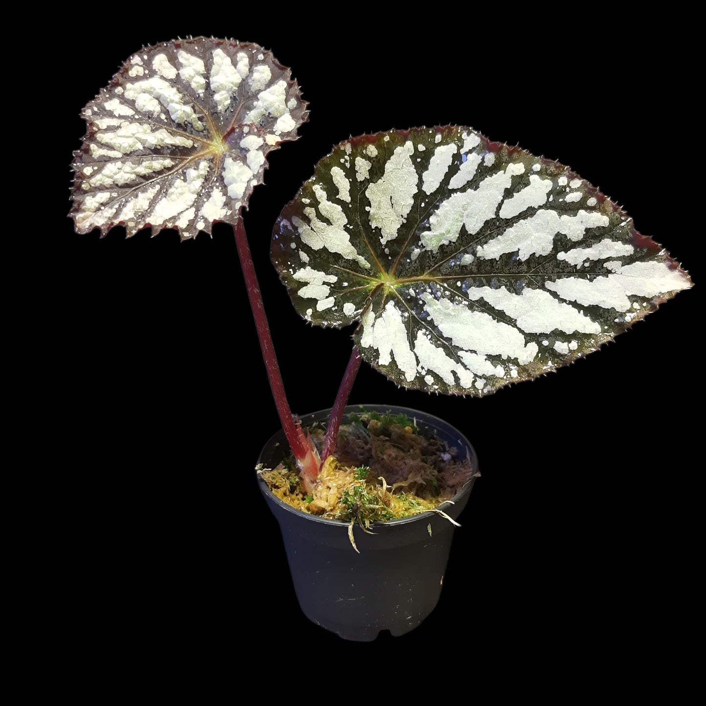 Begonia aiensis