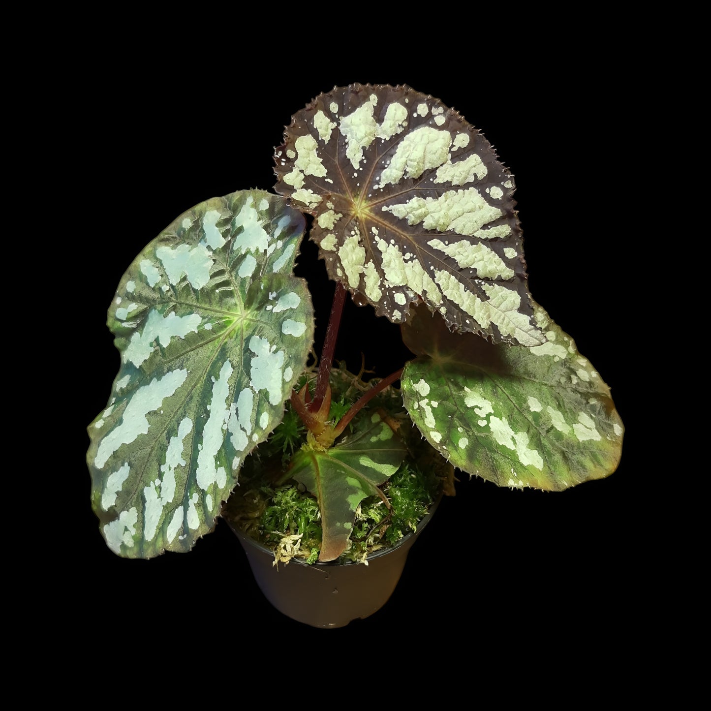 Begonia aiensis