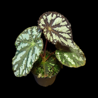 Begonia aiensis