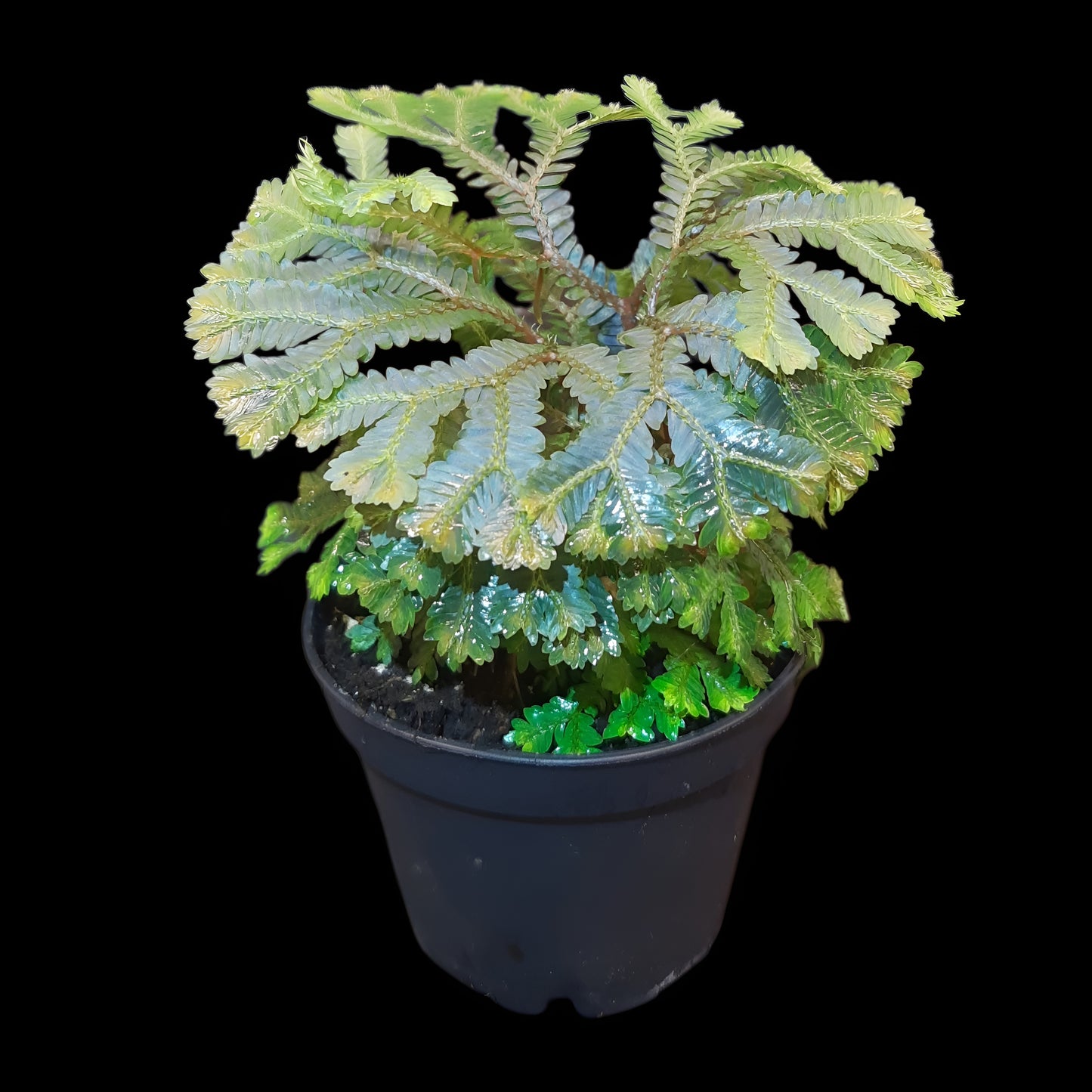 Selaginella intermedia