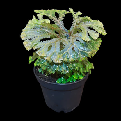 Selaginella intermedia
