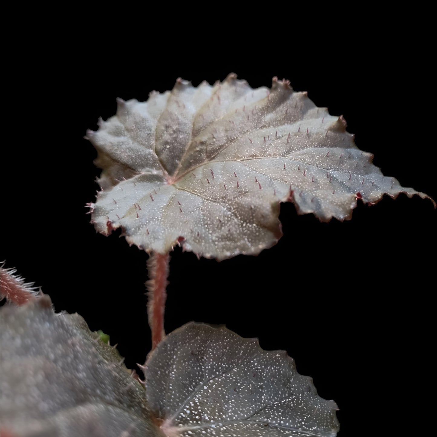 Begonia Taconite