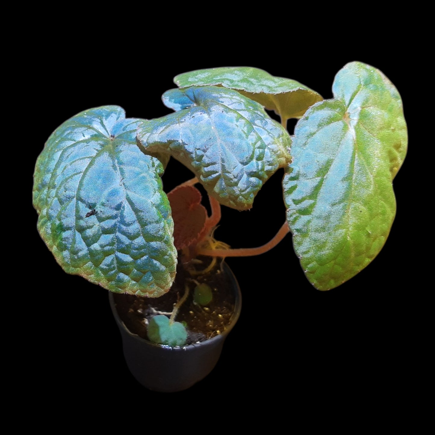 Seltene Begonia bac kan hahiepiana – irisierende Rarität aus Vietnam 🌿