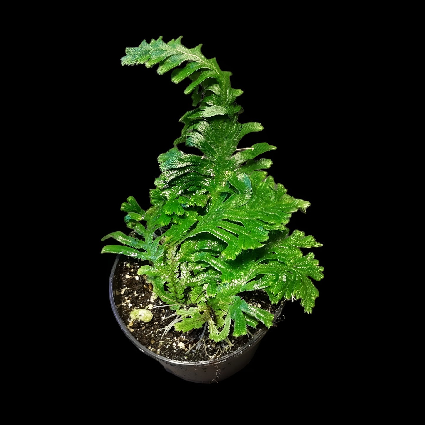 Selaginella umbrosa