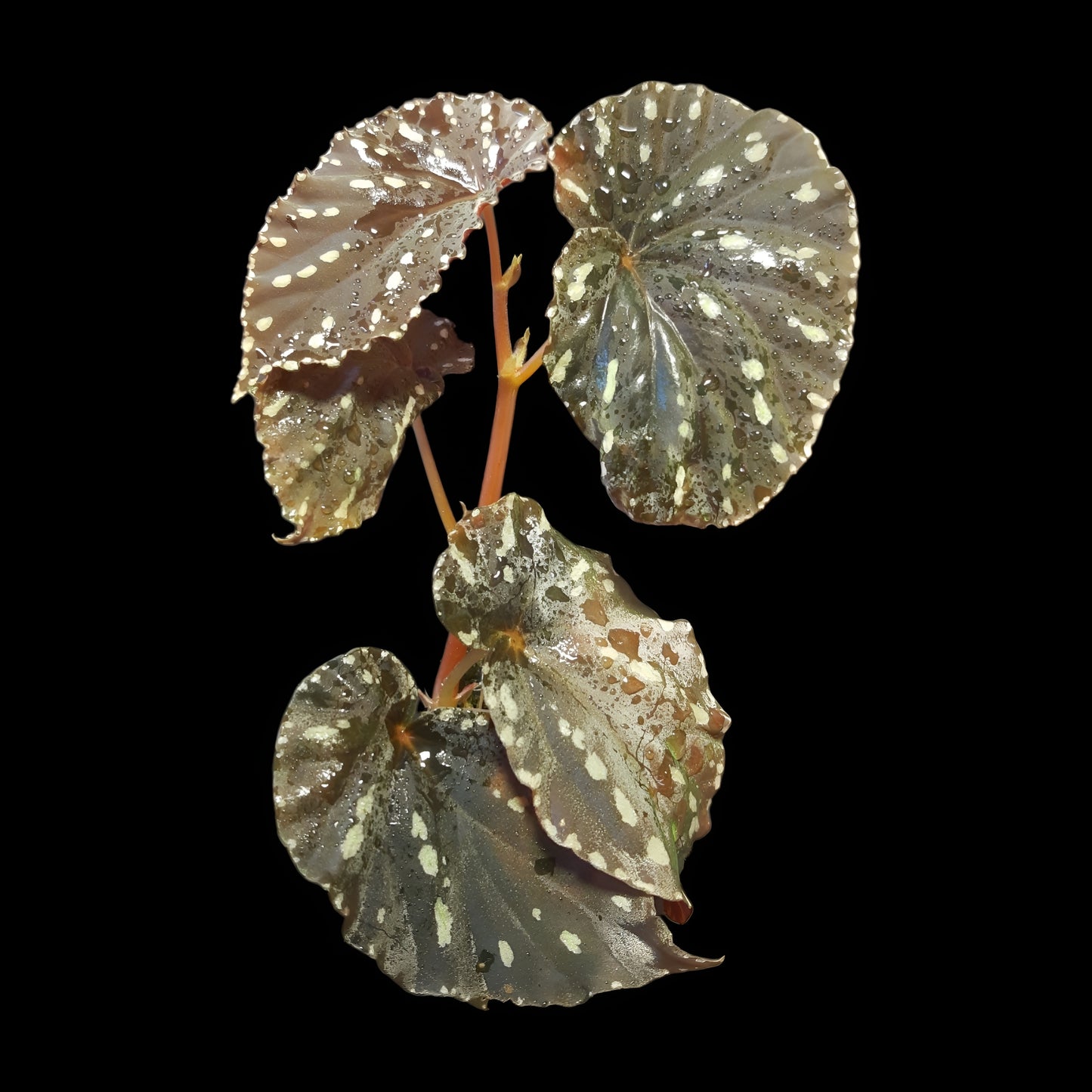 Begonia atricha
