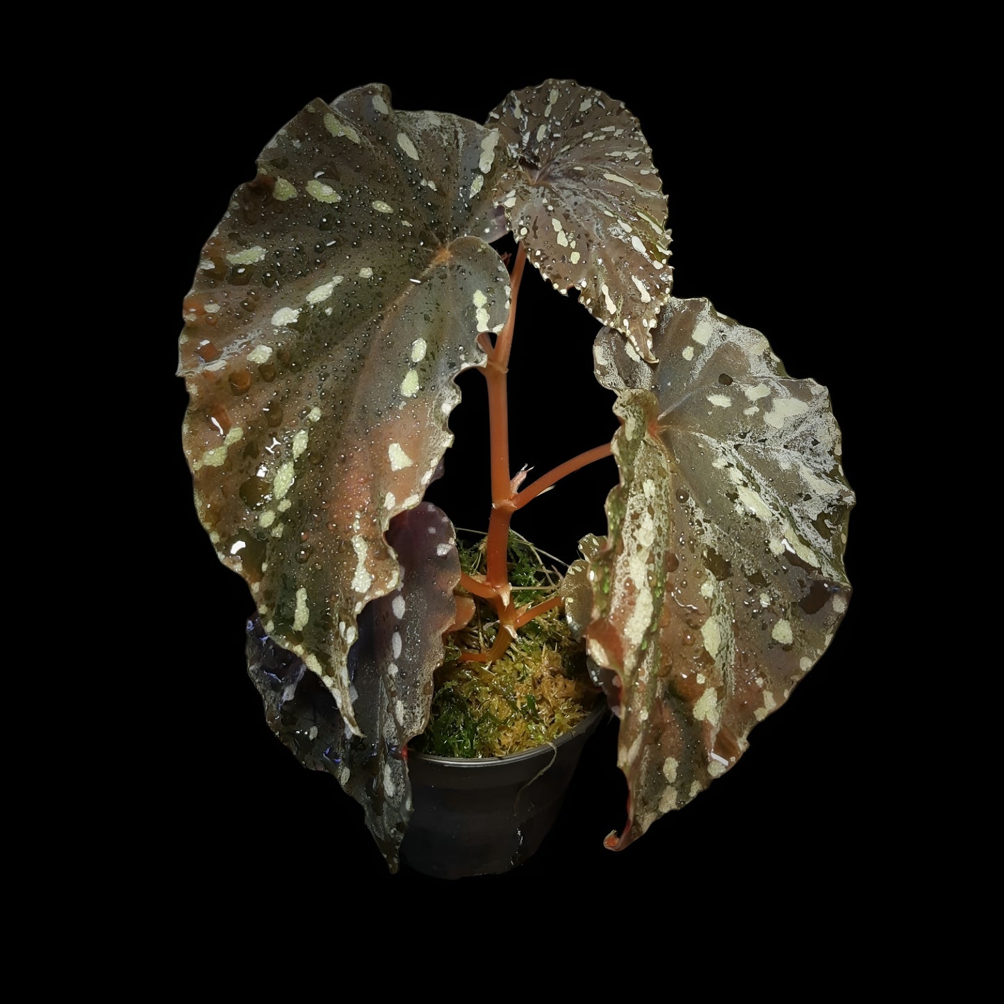 Begonia atricha