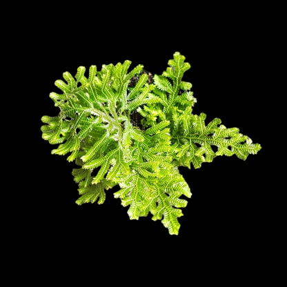 Selaginella vogelii