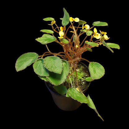 Begonia vankerckhovenii, (Miniaturbegonie)