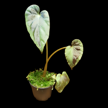 Begonia burkillii silver edge