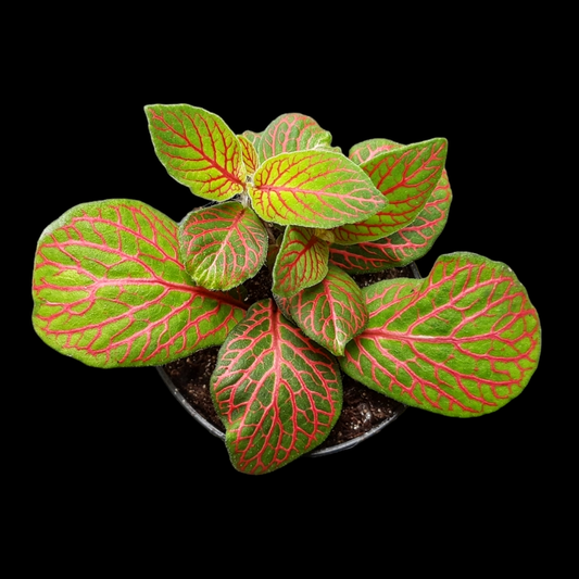 Fittonia skeleton